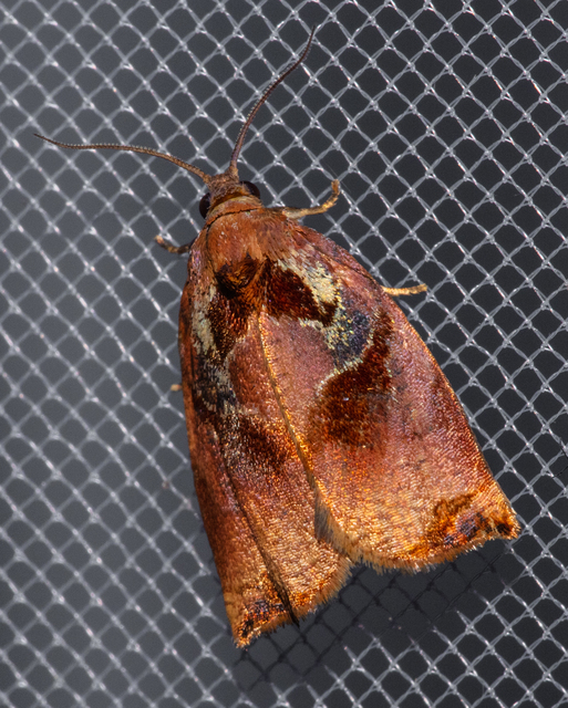 Archips podana - dudvarágó sodrómoly