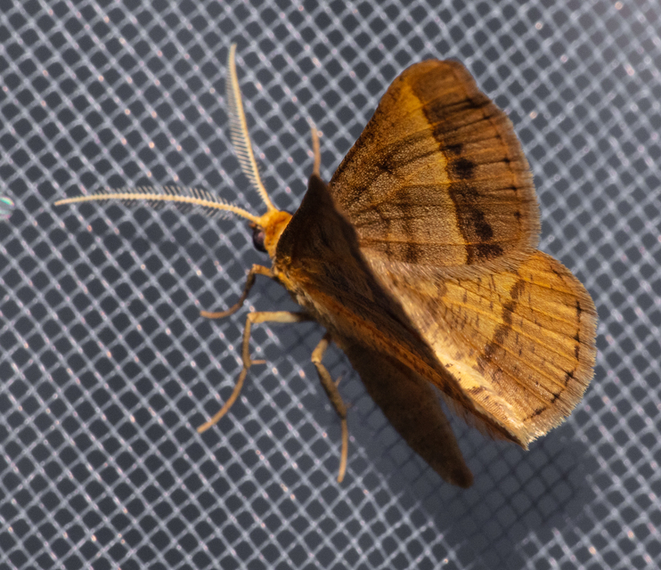 Tephrina arenacearia - lucerna-araszoló
