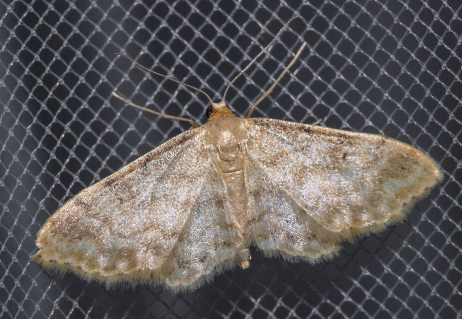 Idaea inquinata - mintás apróaraszoló