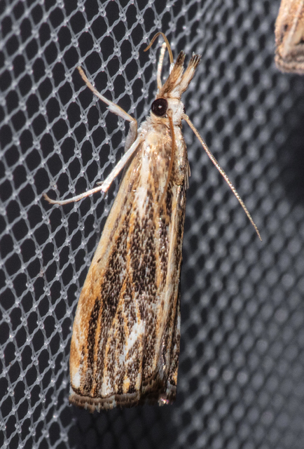 Catoptria verellus - kormos fűgyökérmoly