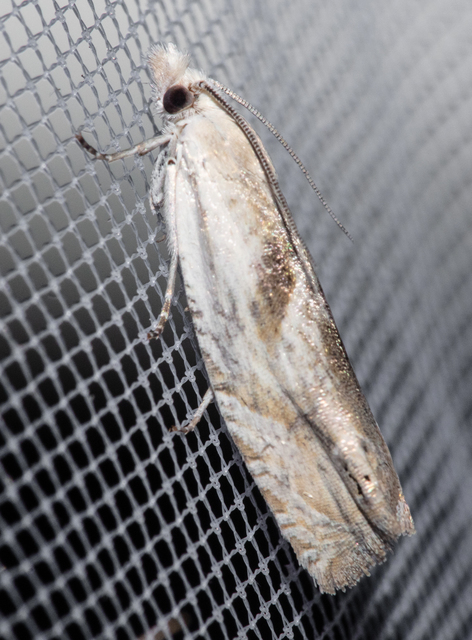 Eucosma