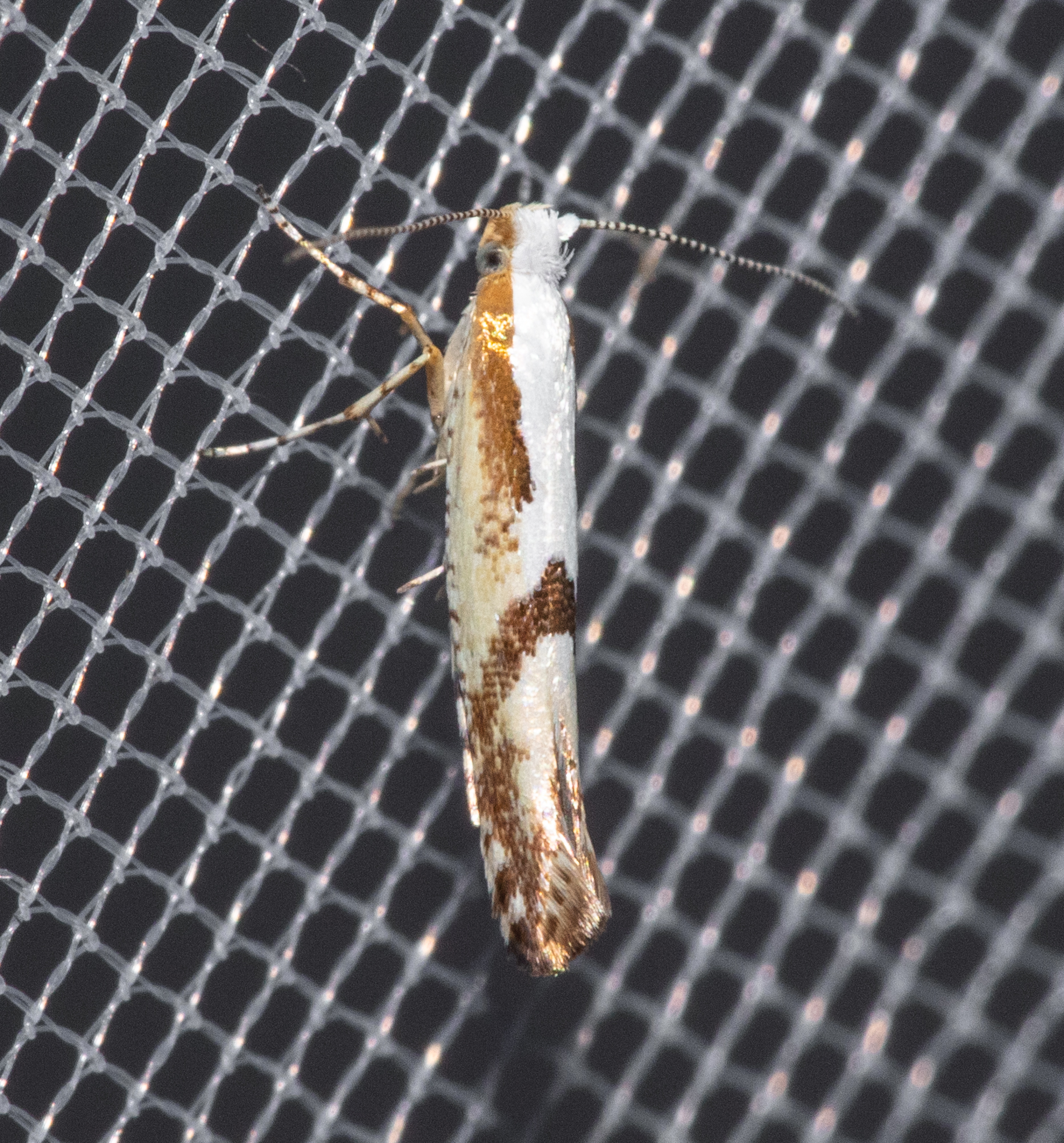 Argyresthia bonnetella - galagonyafúró aranymoly