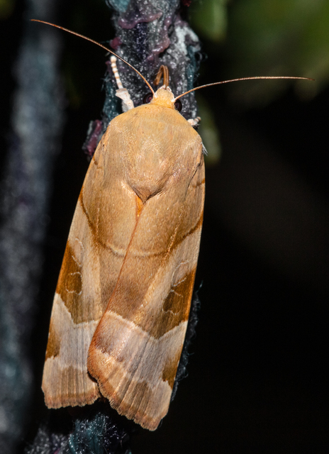 Noctua fimbriata - szélessávú sárgafűbagoly