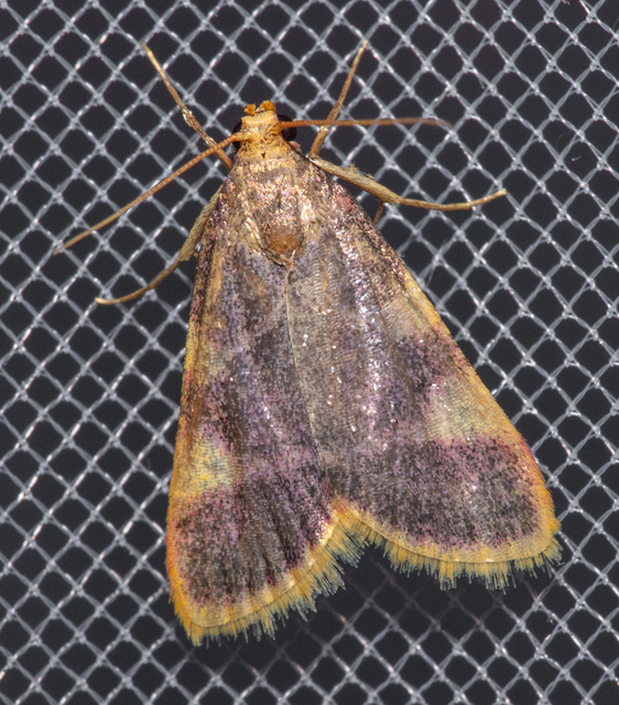 Hypsopygia costalis - szénailonca