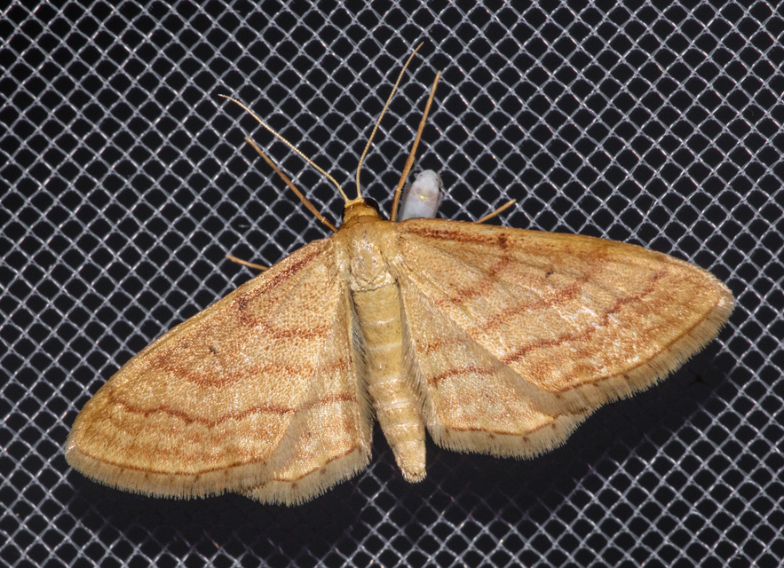 Idaea rufaria - vörhenyes sávosaraszoló