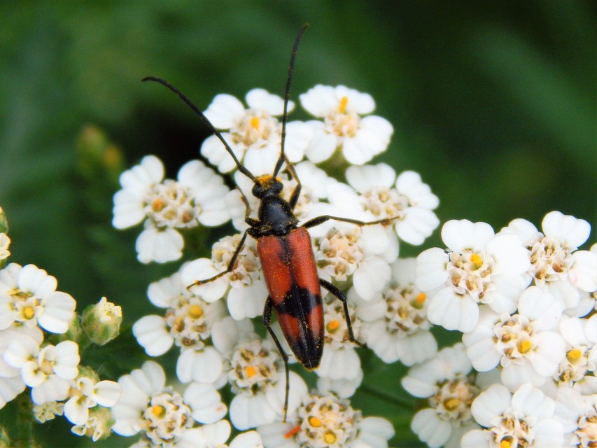 Stenurella bifasciata - kétöves karcsúcincér