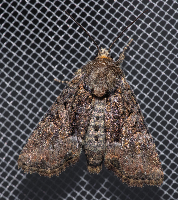 Oligia strigilis/latruncula/versicolor