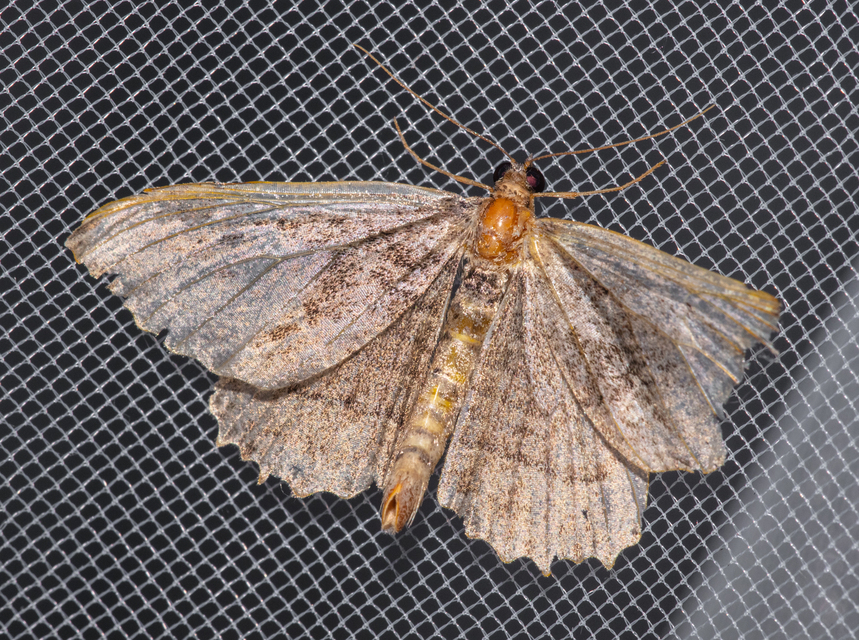 Philereme transversata - varjútövis-araszoló
