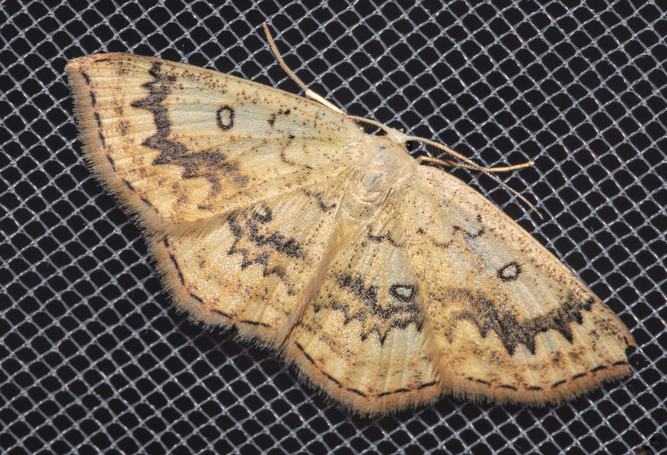 Cyclophora annularia - gyűrűs pettyesaraszoló