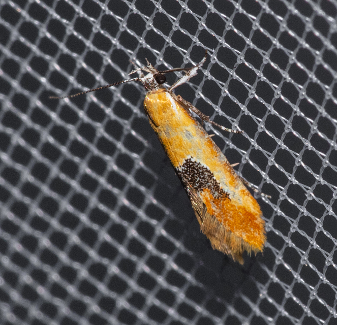 Batia internella/lambdella