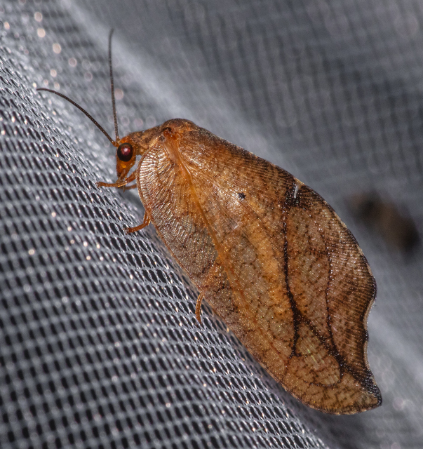 Drepanepteryx phalaenoides