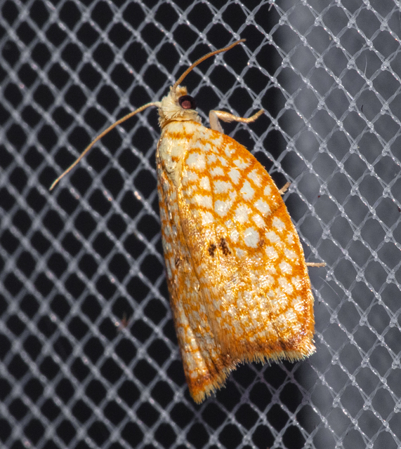 Acleris forsskaleana - juharos levélmoly
