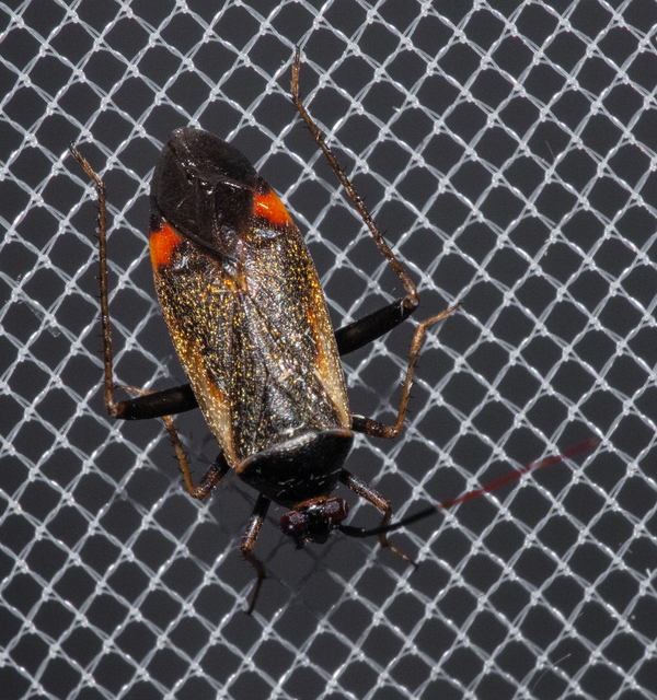 Adelphocoris seticornis - szegélyes mezeipoloska