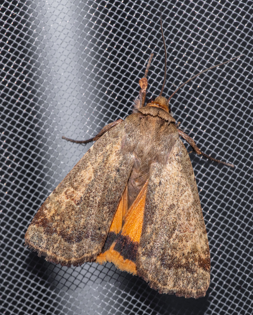 Noctua comes - kis sárgafűbagoly