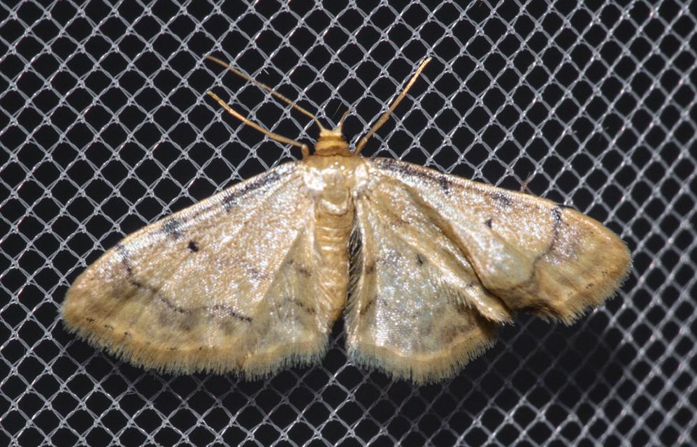 Idaea politaria - vonalas apróaraszoló