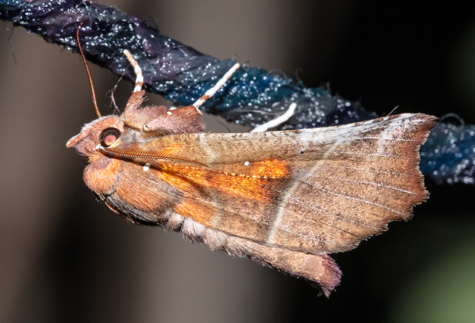 Scoliopteryx libatrix - vörös csipkésbagoly
