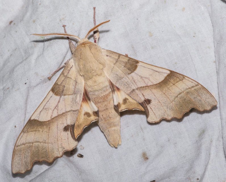 Marumba quercus - tölgyfaszender