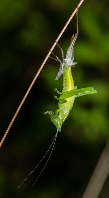 Ruspolia nitidula - nagy kúpfejűszöcske