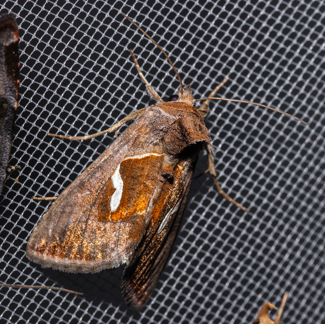 Macdunnoughia confusa - cseppfoltos ezüstbagoly
