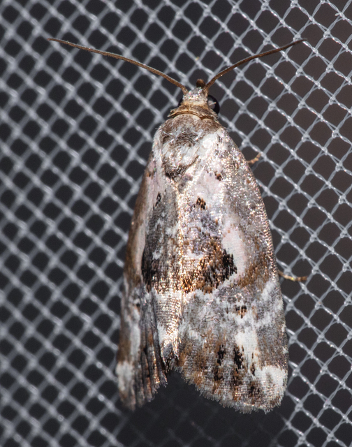 Hapalotis venustula - rózsaszínű mázasbagoly
