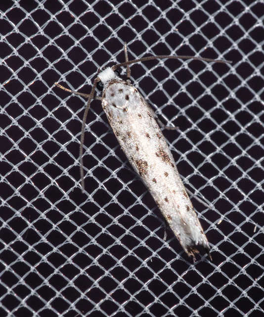 Yponomeuta plumbella - pókhálós bengemoly