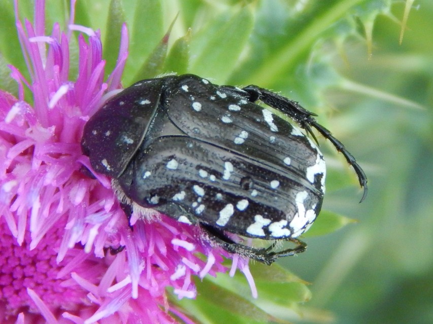 Oxythyrea funesta - sokpettyes virágbogár