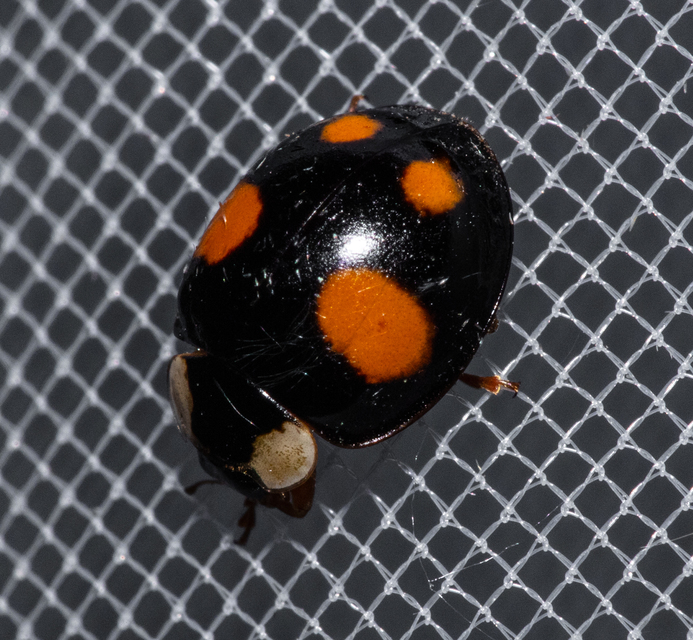 Harmonia axyridis - harlekinkatica