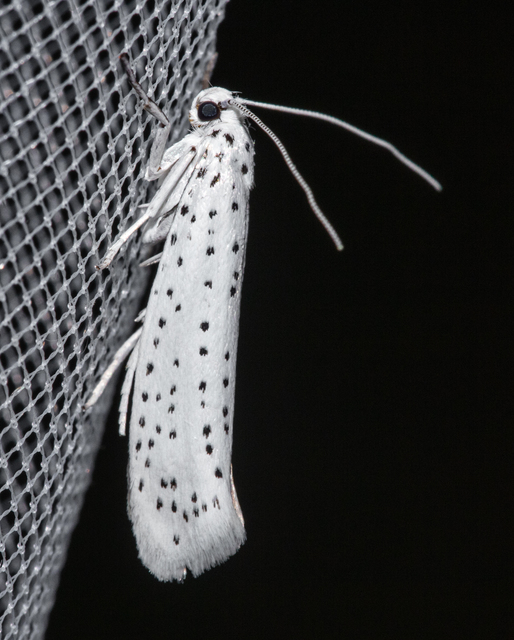 Yponomeuta evonymella - pókhálós májusfamoly