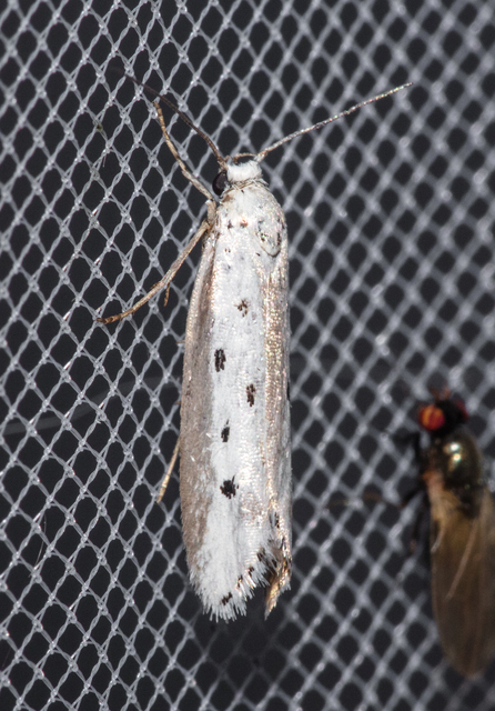 Ethmia terminella - hatpettyes feketemoly