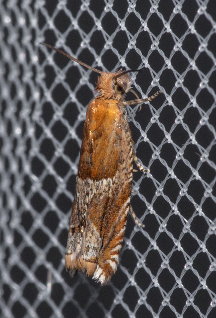 Ancylis comptana - szamóca-horgasmoly