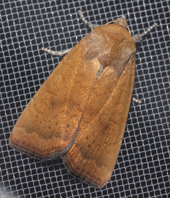 Noctua interjecta - zömök sárgafűbagoly