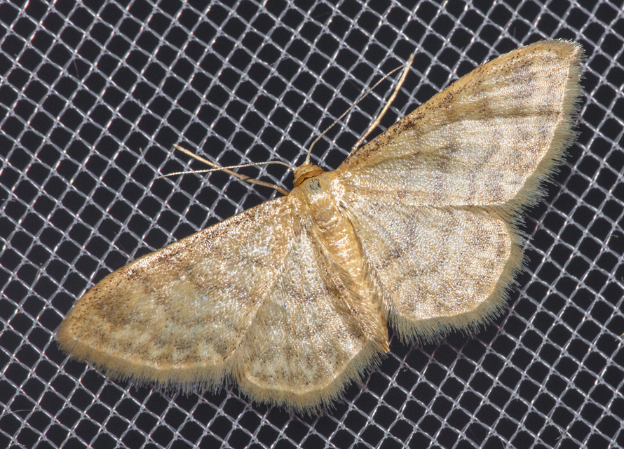 Idaea fuscovenosa - szürkeszélű apróaraszoló