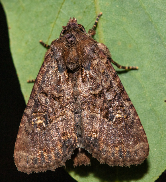 Mesapamea secalella/secalis