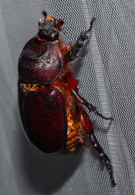 Oryctes nasicornis - orrszarvú bogár