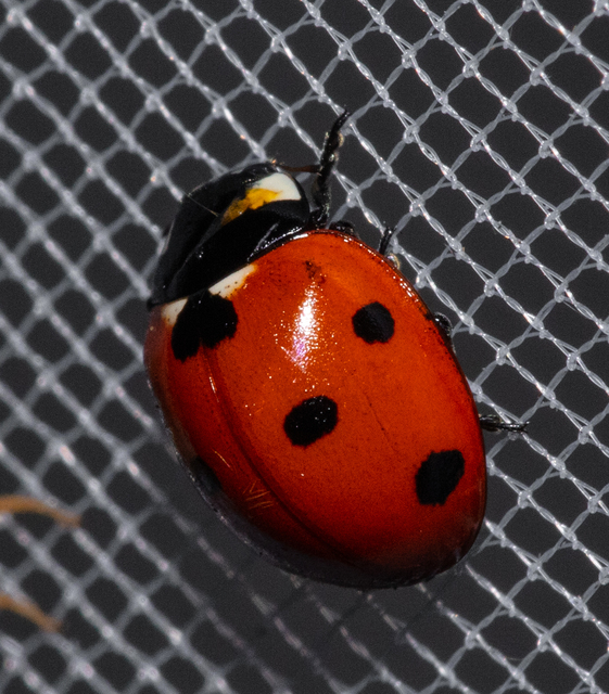 Coccinella septempunctata - hétpettyes katica