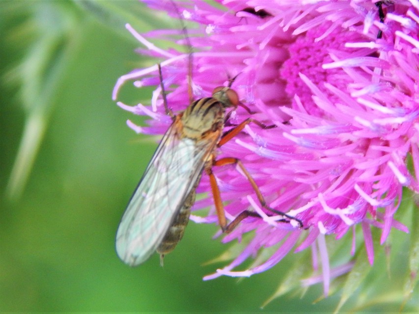 Empis