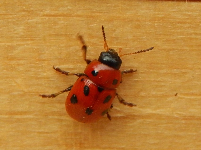 Gonioctena fornicata - közönséges lucernabogár