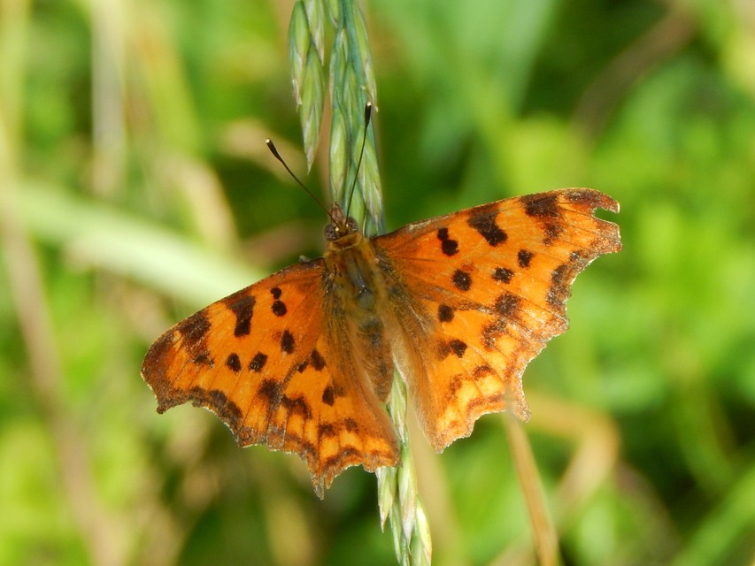 Nymphalis c-album - C-betűs lepke