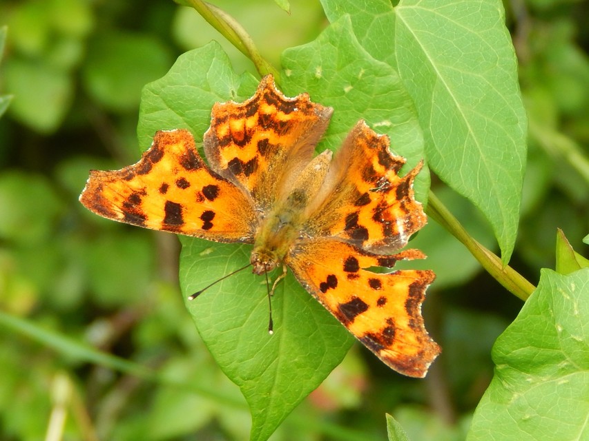 Nymphalis c-album - C-betűs lepke