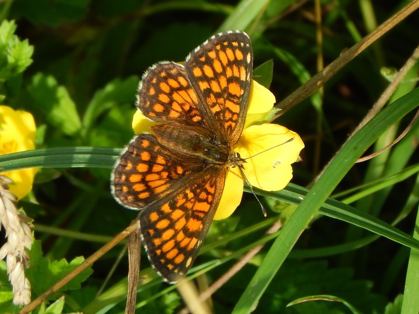 Melitaea athalia - közönséges tarkalepke