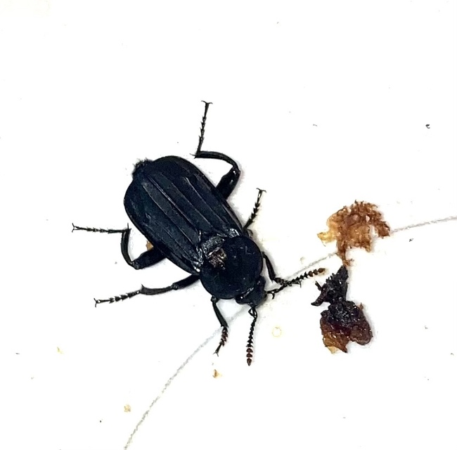 Necrodes littoralis - nagy dögbogár