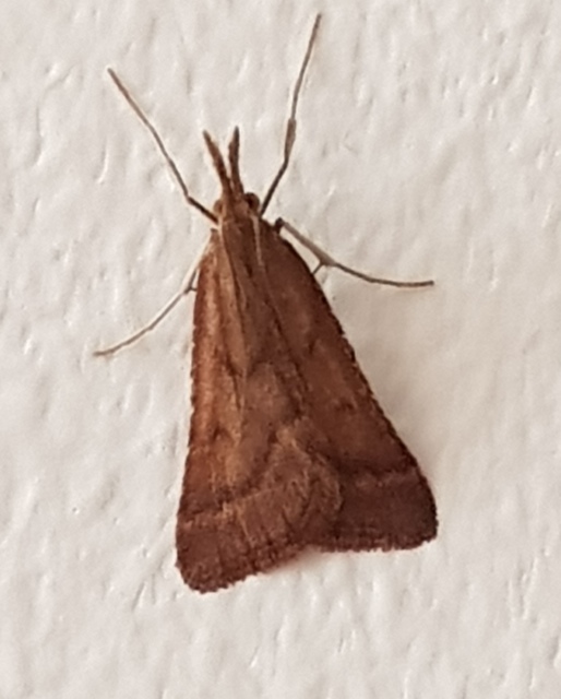 Synaphe punctalis - hosszúlábú fényilonca