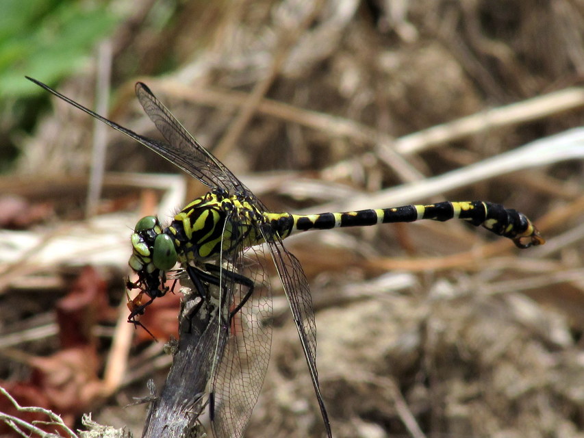 Onychogomphus forcipatus - gyűrűs folyami-szitakötő