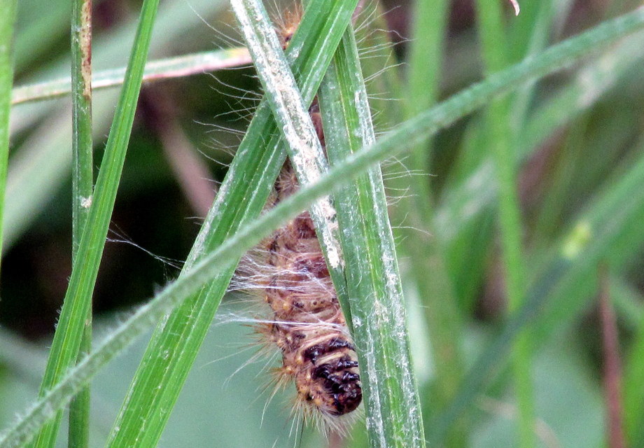 Acronicta auricoma - aranyos szigonyosbagoly