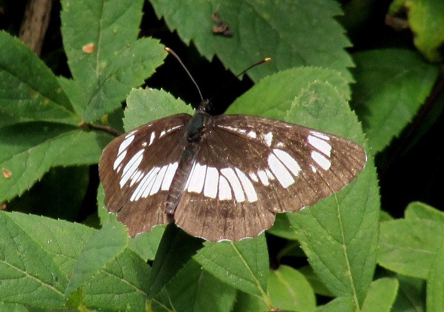 Neptis rivularis - nagy fehérsávoslepke