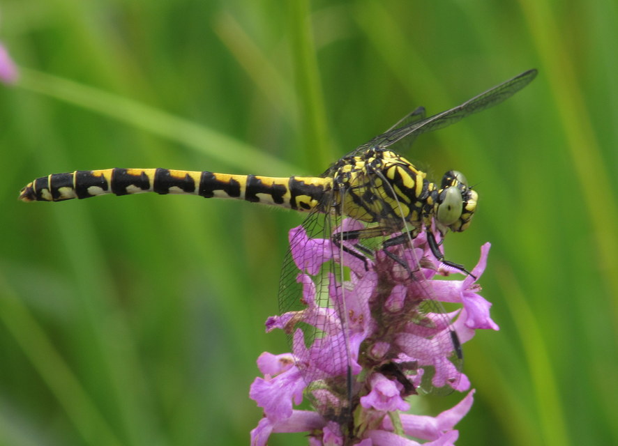 Onychogomphus forcipatus - gyűrűs folyami-szitakötő