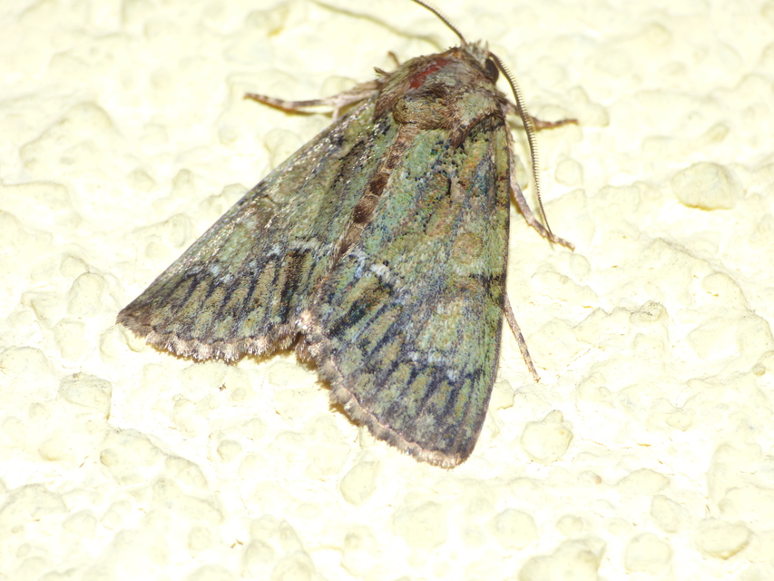 Polyphaenis sericata - selyemfényű erdeibagoly