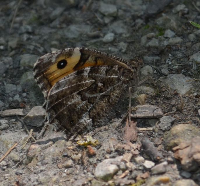Hipparchia semele - barna szemeslepke