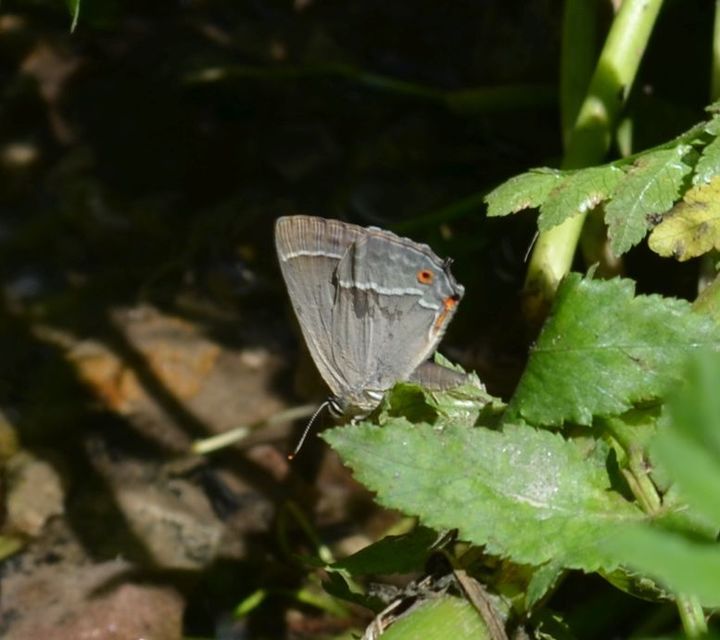 Neozephyrus quercus - tölgyfalepke