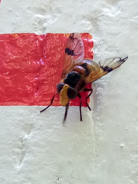 Volucella inflata - kis pihelégy